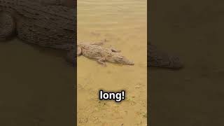 crocodiles vs alligators WHO’S THE REAL KING 👑🗿 didyouknow facts wildlife nature reptiles [upl. by Lowrie]