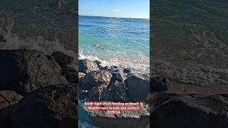 Small tiger shark feeding on a Waikiki Beach 92924 waikiki shark tigersharks hawaii oahu [upl. by Belter307]