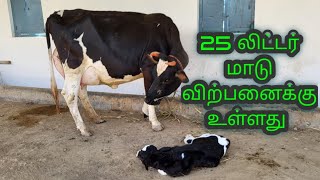 25 லிட்டர் கவ் சேல் இன் தமிழ்நாடு [upl. by Zigrang513]