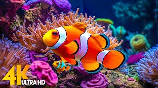 Aquarium 4K VIDEO ULTRA HD 🐠 Beautiful Coral Reef Fish  Relaxing Sleep Meditation Music [upl. by Ydnab]