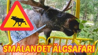 Smålandet Älgsafari Åker tåg genom skogen [upl. by Masson]