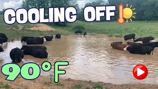 Moving Cattle amp Cooling Off in the Pond  Midwest Homesteading [upl. by Eintihw]