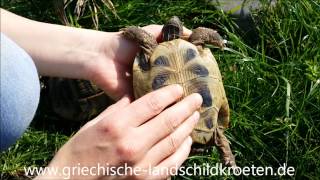 Unterschied zwischen Schildkröten Männchen und Weibchen [upl. by Wj]