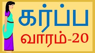 வாரம் 20  Pregnancy  Tamil  Week 20 [upl. by Lyall]