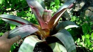 Alcantarea bromeliads explained [upl. by Warfold]