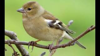 صوت الصلنج للصيد  common chaffinch Fringilla coelebs sound [upl. by Anrol]