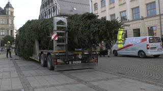 Weihnachtsbaum auf Zwickaus Hauptmarkt eingetroffen [upl. by Lucia]