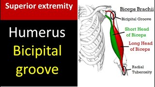 Intertubercular sulcus or bicipital groove [upl. by Inafets80]