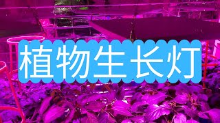 怎样选择植物生长灯，普通LED灯可以吗？实际使用经验分享。 [upl. by Snoddy959]