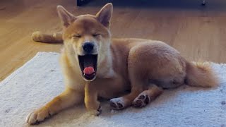 SHIBA INU SOUND COMPILATION [upl. by Maya731]