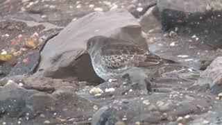 Purple Sandpiper Calidris maritima Brouwersdam ZH the Netherlands 22 Nov 2024 6 [upl. by Nahsab]