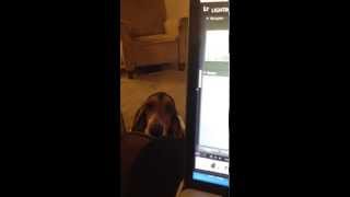 Basset Hound puppy wants attention [upl. by Osrock720]