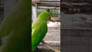 parrot parrottalking cute parroting cutebird talkingparrort cuteparrot birds [upl. by Comyns]