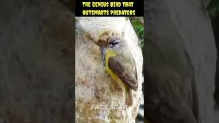 The Genius Bird That Outsmarts Predators – Penduline Tit Factsquotviralshort facts [upl. by Nna777]