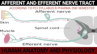 AFFERENT AND EFFERENT NERVE TRACT [upl. by Poll]