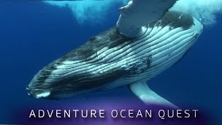 ► Adventure Ocean Quest  The Giants of Rurutu FULL Documentary [upl. by Head]