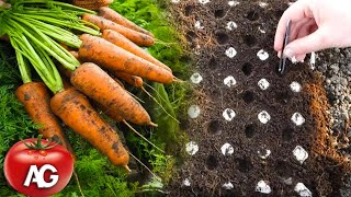 Genius way to sow carrots No more carrot thinning or weeding from seed to harvest [upl. by Azral]