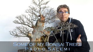 Paolo Salemis bonsai Trees [upl. by Burnard]