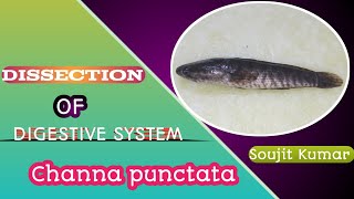 Dissection of Channa punctata digestive system  Snakehead fish  Zoology Practical  HS UG amp PG [upl. by Yroffej]