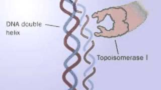 DNA Topoisomerase  Topoisomerase I and II mechanism  Releasing the tension of DNA [upl. by Ilyk]