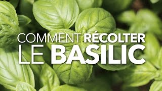 Comment récolter le basilic [upl. by Mitchel]