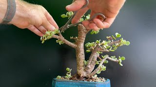 Tree 26 From Pre Bonsai to Bonsai “Prancer” [upl. by Nitsug]