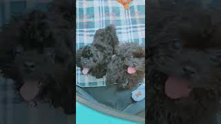 Shihpoo boys shihpoo puppy poodle shihtzu [upl. by Flowers751]