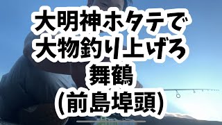 【爆釣】大明神ホタテで大物釣り上げろ！！舞鶴前島埠頭 [upl. by Ailliw]