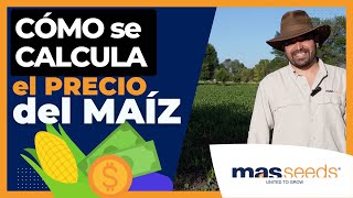 💰MAÍZ ▶︎ ¡Descubre CÓMO se calcula el PRECIO DEL MAÍZ 🌽 [upl. by Airdnaed942]