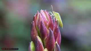 🍎 ЩИТНИК ЗЕЛЁНЫЙ ДРЕВЕСНЫЙ КЛОП ВОНЮЧКА🍎ЛЕКАРСТВО ОТ АЛКОГОЛИЗМА🍎green shield bug – Palomena prasina [upl. by Trisha180]