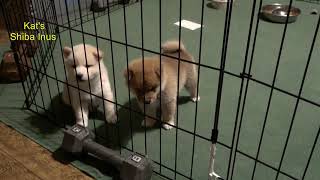 Shiba Inu Puppy Playtime Hamilton Hachi II Willow II 12 16 23 [upl. by Adaiha]