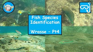 Fish species identification  Wrasse Part 4 [upl. by Satsoc]