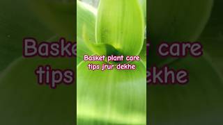 Basket plant indoorplant like share subscribe [upl. by Nodnil]