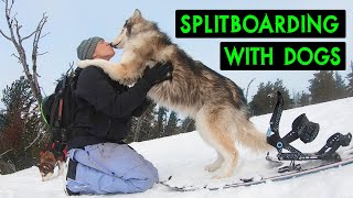 Backcountry Splitboarding With My Dogs  Tumalo Mountain Bend Oregon [upl. by Ahsea]