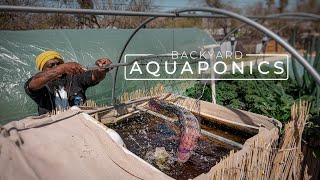 Backyard Aquaponics Farming Fresh Fish and Vegetables  PARAGRAPHIC [upl. by Melleta]