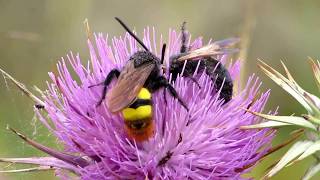 Mammoth wasp Megascolia maculata ssp  Endemic subspecies of Cyprus [upl. by Rania814]