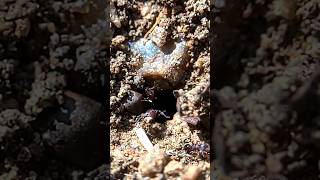 Ants Work  Meranoplus bicolor shorts trending speed [upl. by Patrica]