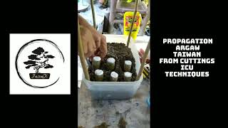 ARGAO TAIWAN  BONSAI PROPAGATION [upl. by Sanoy305]