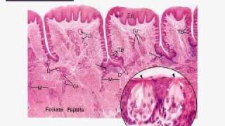 Oral Biology Practical Oral Biology II Data show slides part 1 of 4 ankilym4v [upl. by Atsahs]