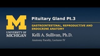 Endocrine System Pituitary Pt 3 [upl. by Ahsielat843]