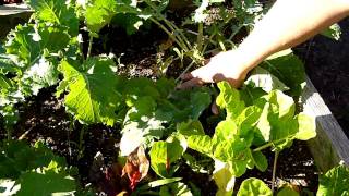 Harvesting Arugula [upl. by Chung]