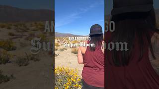 Anza Borrego Super Bloom superbloom wildflowers [upl. by Neryt]