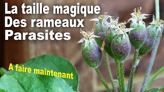 La taille magique des bourgeons parasites de ce pommier en espalier parti de la taille du pommier [upl. by Luapnaes882]