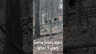 Bears of Shenandoah National Park  Bears in Virginia USA 2024 nps bear spring travel [upl. by Nnov]