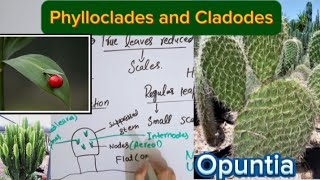 Phylloclade and cladodeModification in stemFull explaination in Hindi [upl. by Arnst]