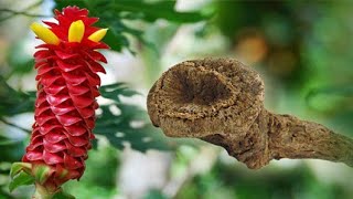 Health Benefits Of Costus Root [upl. by Nojel]