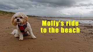 Molly trailer ride1 [upl. by Sitnik]