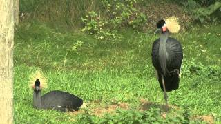 Kroonkraanvogel Safaripark Beekse Bergen [upl. by Almallah]