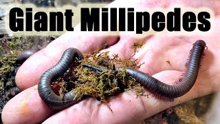 North American Giant Millipedes Narceus americanus Their care and culture [upl. by Daitzman303]