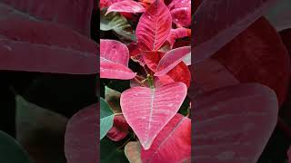 Poinsettia Plant Beautiful Winter Plant yt Short [upl. by Fanya903]